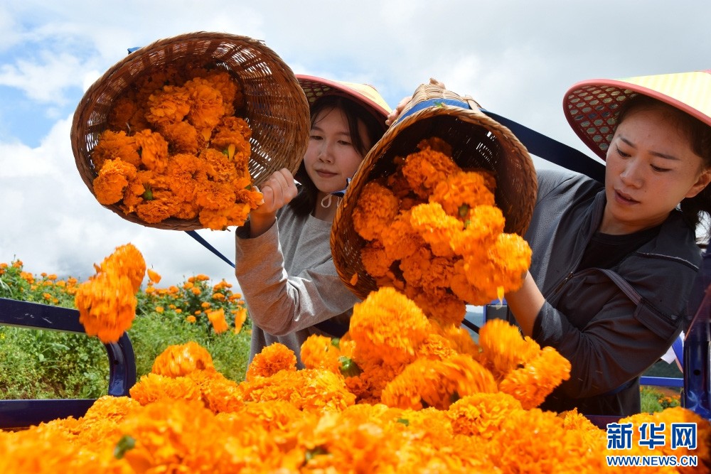 雲南：萬壽菊開成海 鄉村致富“走花路”