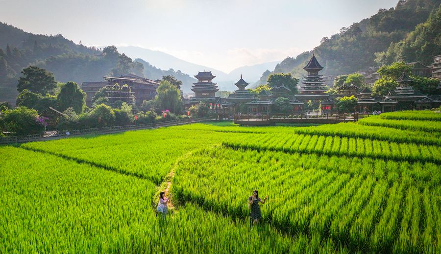 貴州黎平：侗寨晨光美 梯田稻浪新