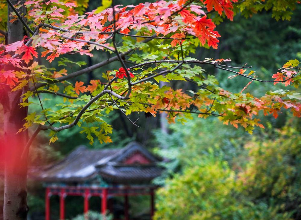 1761014138552165.jpg 3.jpg