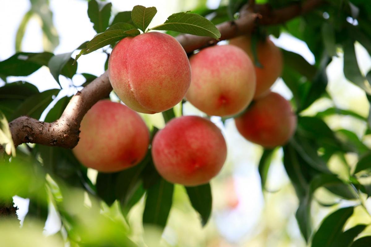 1761709340934546.jpg 3.jpg